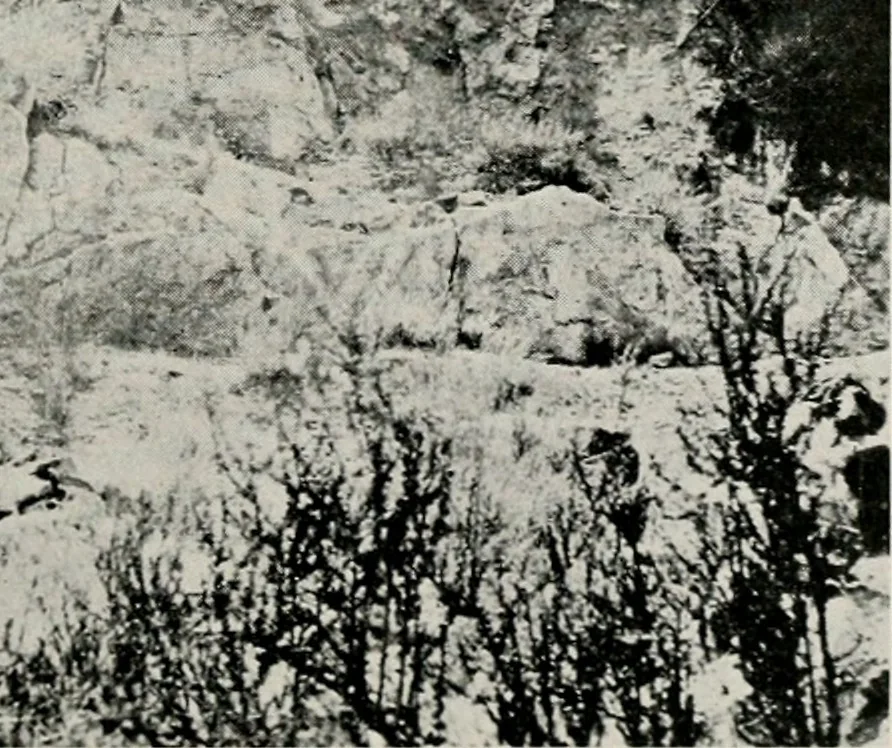 An illustration from The structural and industrial materials of California, 1906, leaf 120