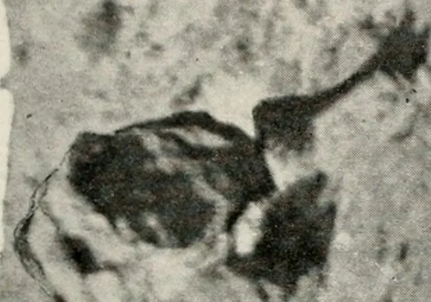 An illustration from The structural and industrial materials of California, 1906, leaf 134