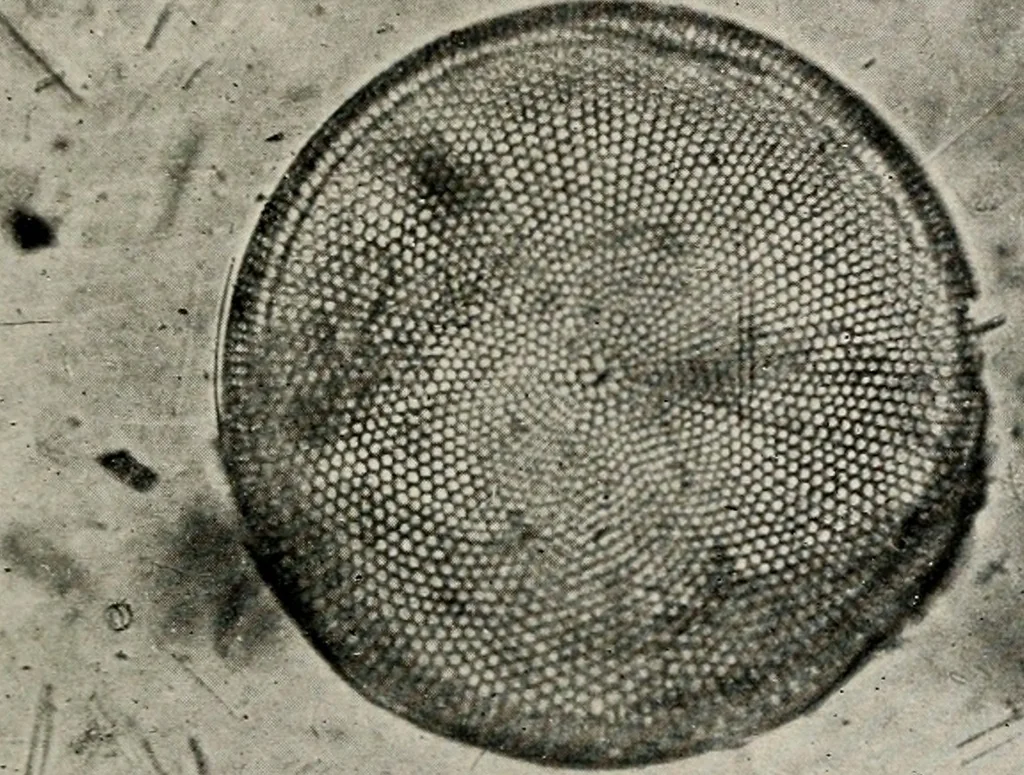 An illustration from The structural and industrial materials of California, 1906, leaf 298
