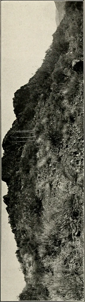 An illustration from The structural and industrial materials of California, 1906, leaf 312
