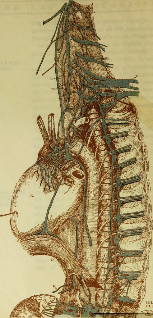 An illustration from Is man a free agent? The law of suggestion, including hypnosis, what and why it is, and how to induce it, the law of nature, mind, heredity, etc, 1902, leaf 65