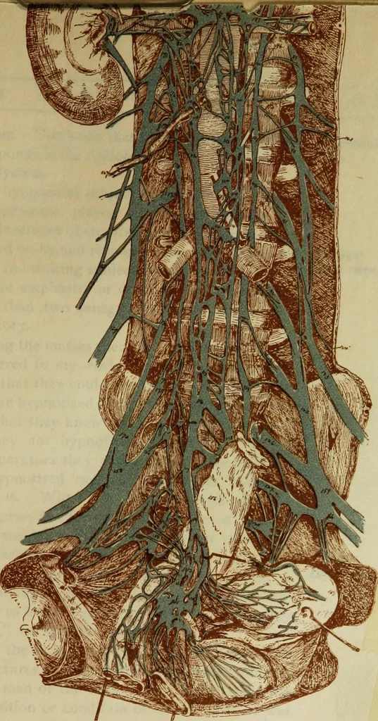 An illustration from Is man a free agent? The law of suggestion, including hypnosis, what and why it is, and how to induce it, the law of nature, mind, heredity, etc, 1902, leaf 66