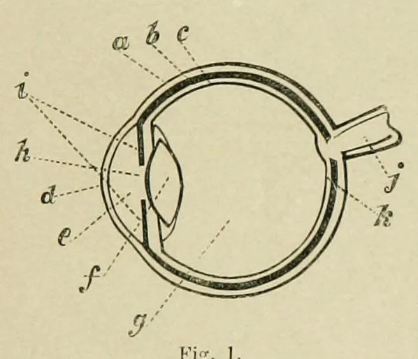 An illustration from Spectropia, or, Surprising spectral illusions : showing ghosts everywhere, and of any colour : with sixteen illustrations, 1864, leaf 13