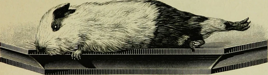 An illustration from Der Hypnotismus; Vorlesungen gehalten an der K. Friedrich-Wilhelms-Universität zu Berlin, 1890, leaf 60