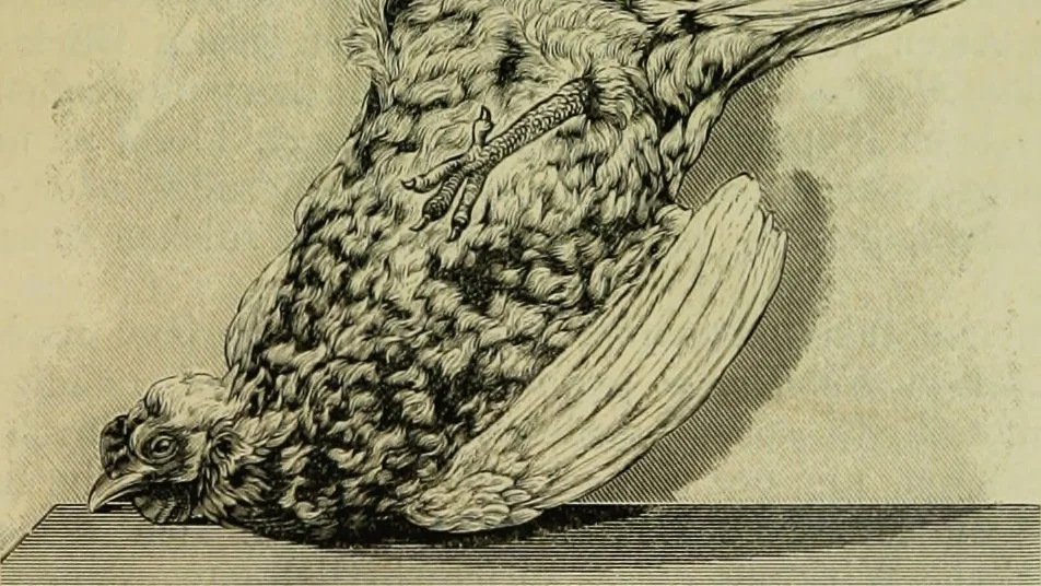 An illustration from Der Hypnotismus; Vorlesungen gehalten an der K. Friedrich-Wilhelms-Universität zu Berlin, 1890, leaf 62