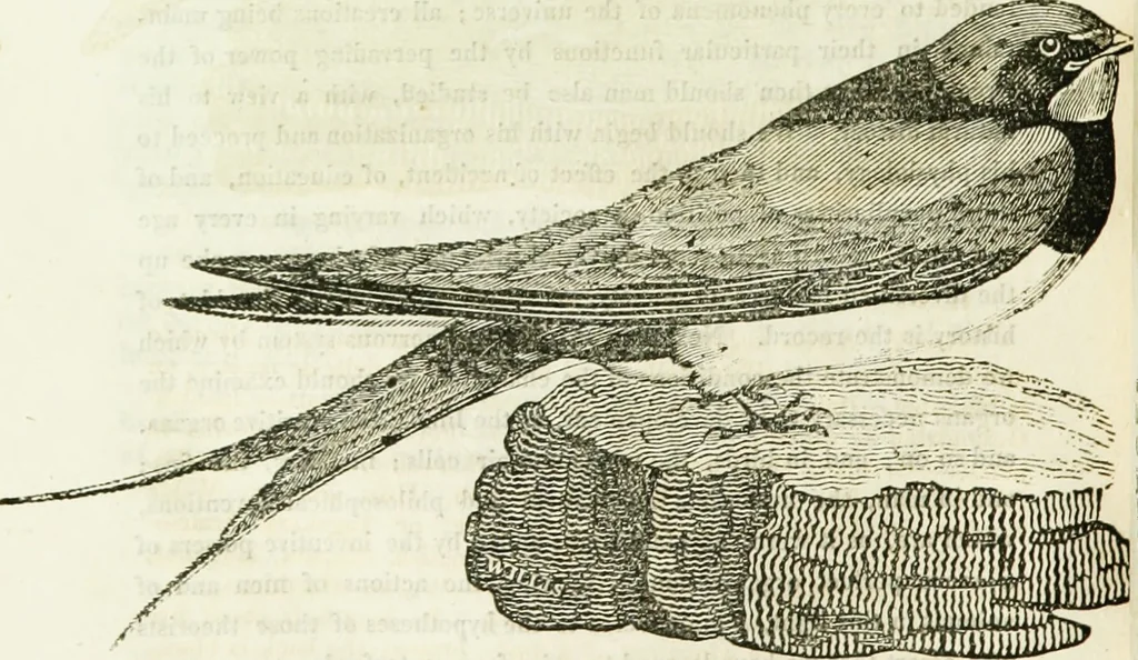An illustration from Annals of some remarkable aërial and alpine voyages, including those of the author : to which are added, observations on the partial deafness to which aerial and mountain travellers are liable, and an essay on the flight and migration of birds, the whole being intended as supplementary to "Researches about atmospheric phenomena", 1832, leaf 125