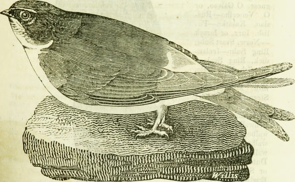 An illustration from Annals of some remarkable aërial and alpine voyages, including those of the author : to which are added, observations on the partial deafness to which aerial and mountain travellers are liable, and an essay on the flight and migration of birds, the whole being intended as supplementary to "Researches about atmospheric phenomena", 1832, leaf 126