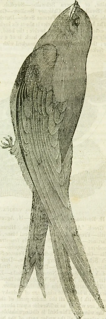 An illustration from Annals of some remarkable aërial and alpine voyages, including those of the author : to which are added, observations on the partial deafness to which aerial and mountain travellers are liable, and an essay on the flight and migration of birds, the whole being intended as supplementary to "Researches about atmospheric phenomena", 1832, leaf 127