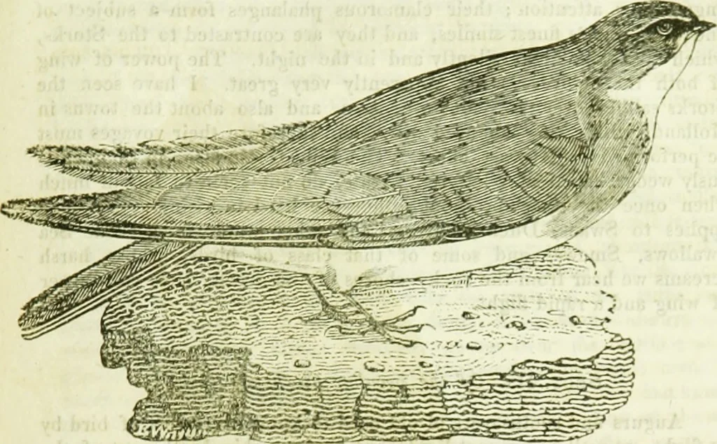 An illustration from Annals of some remarkable aërial and alpine voyages, including those of the author : to which are added, observations on the partial deafness to which aerial and mountain travellers are liable, and an essay on the flight and migration of birds, the whole being intended as supplementary to "Researches about atmospheric phenomena", 1832, leaf 128