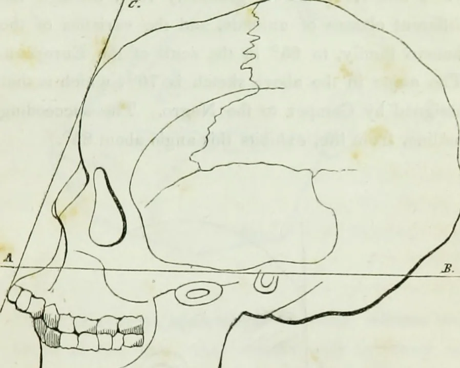 An illustration from History and progress of phrenology. (Read before the Western phrenological society, at Buffalo,), 1839, leaf 28