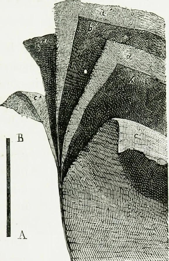 An illustration from Le grand ballon captif à vapeur de M. Henry Giffard : cour des Tuileries--Paris, 1878, 1878, leaf 26
