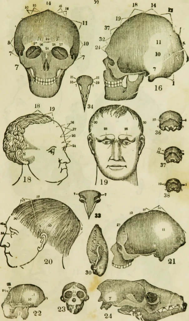 An illustration from Trials and triumphs of an orphan girl : or the biography of Mrs. Deiadamia Chase, physician and phrenologist, 1859, leaf 256