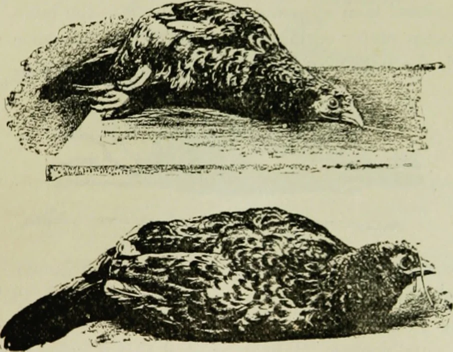 An illustration from Hypnotism and hynotic suggestion; a treatise on the uses and possibilities of hynotism, suggestion and allied phenomena, 1900, leaf 48