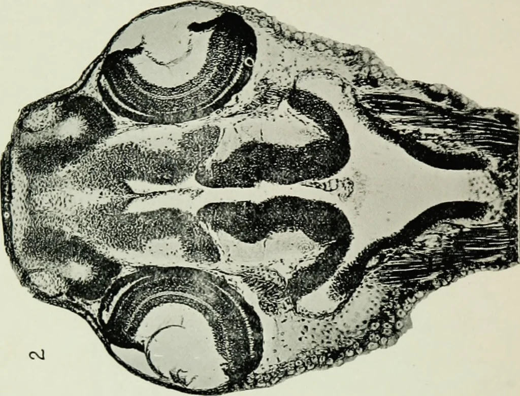 An illustration from The microscope and microscopical methods, 1896, leaf 225