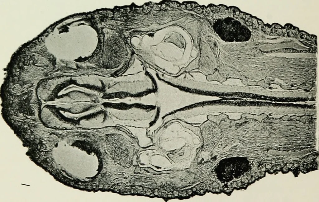 An illustration from The microscope and microscopical methods, 1896, leaf 225