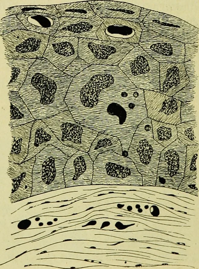 An illustration from Pestilentia in nummis. Geschichte der grossen Volkskrankheiten in numismatischen Documenten. Ein Beitrag zur Geschichte der Medicin und der Cultur, 1882, leaf 277