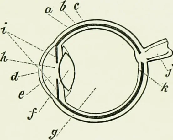 An illustration from Spectropia ; or, Surprising spectral illusions. Showing ghosts everywhere, and of any colour, 1865, leaf 11