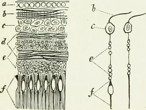 An illustration from Spectropia ; or, Surprising spectral illusions. Showing ghosts everywhere, and of any colour, 1865, leaf 11