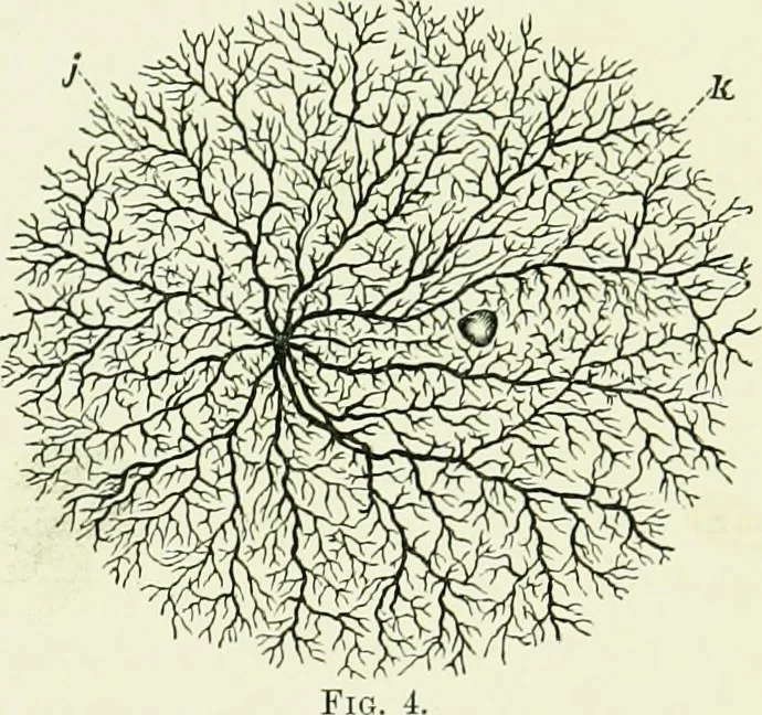 An illustration from Spectropia ; or, Surprising spectral illusions. Showing ghosts everywhere, and of any colour, 1865, leaf 12
