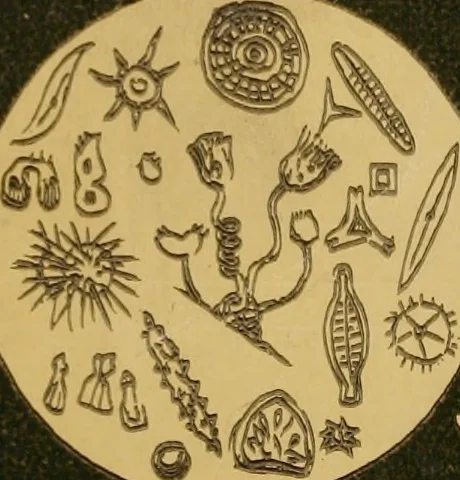 An illustration from Common objects of the microscope [electronic resource], 1900, leaf 1