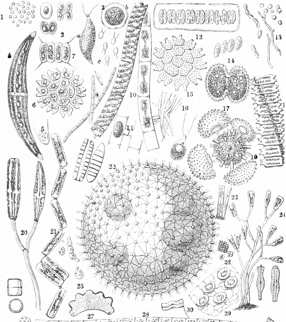 An illustration from Common objects of the microscope [electronic resource], 1900, leaf 105