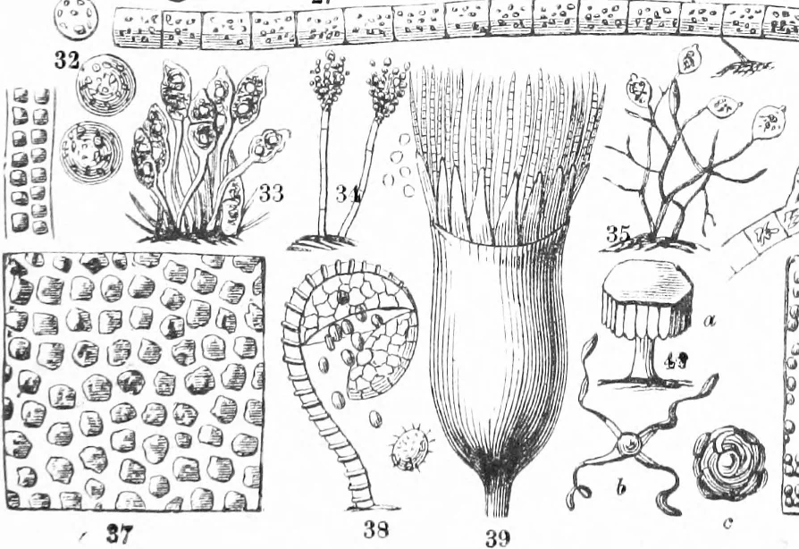 An illustration from Common objects of the microscope [electronic resource], 1900, leaf 105