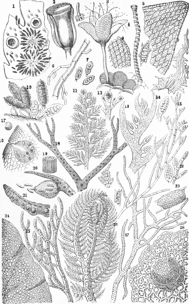 An illustration from Common objects of the microscope [electronic resource], 1900, leaf 121