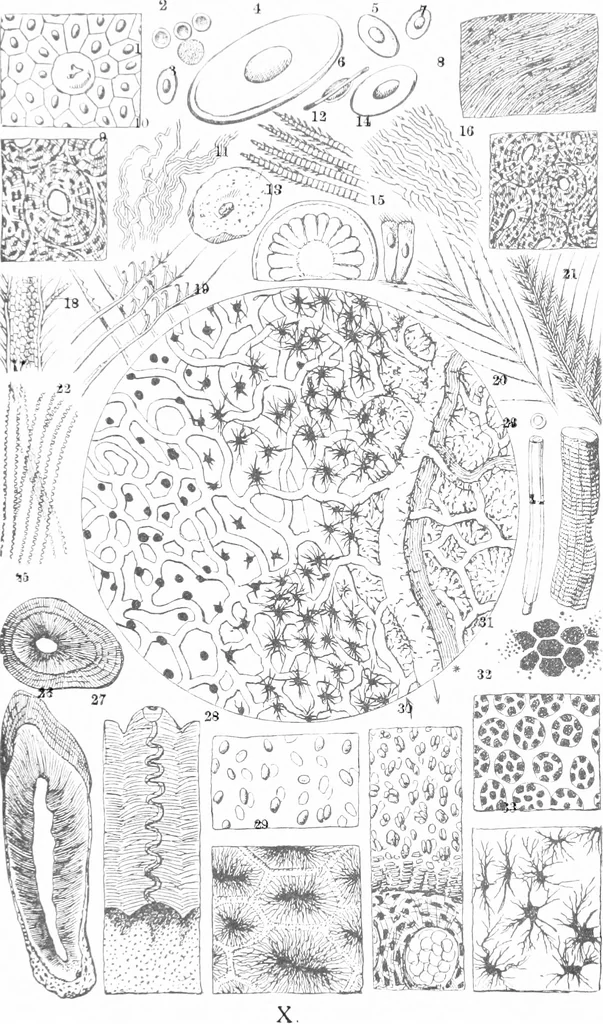 An illustration from Common objects of the microscope [electronic resource], 1900, leaf 161