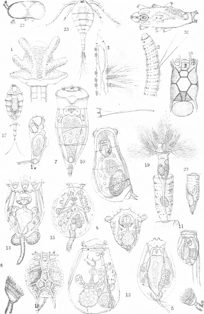 An illustration from Common objects of the microscope [electronic resource], 1900, leaf 191