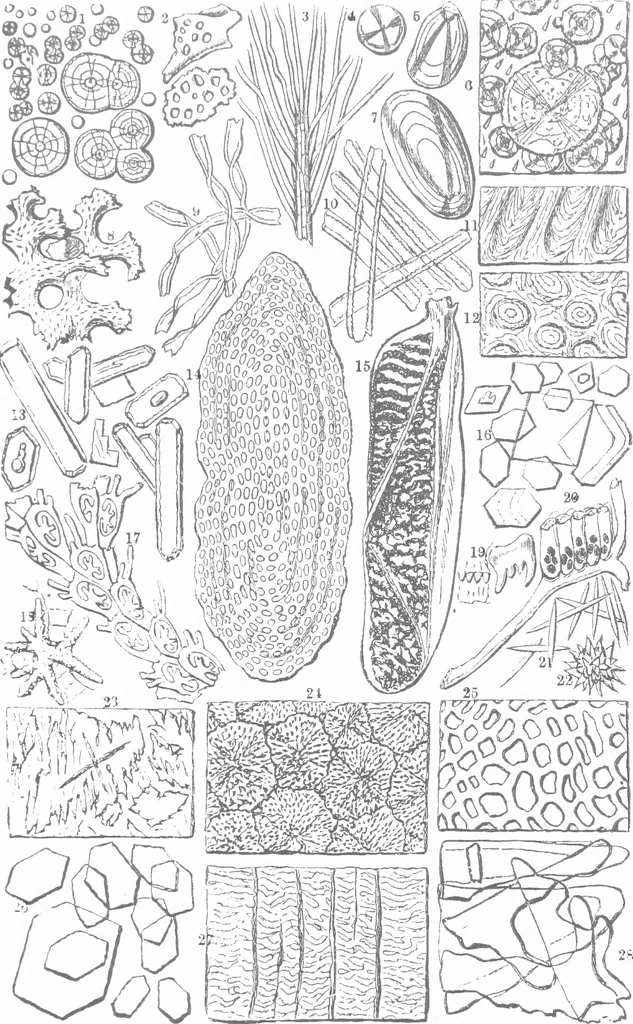 An illustration from Common objects of the microscope [electronic resource], 1900, leaf 209