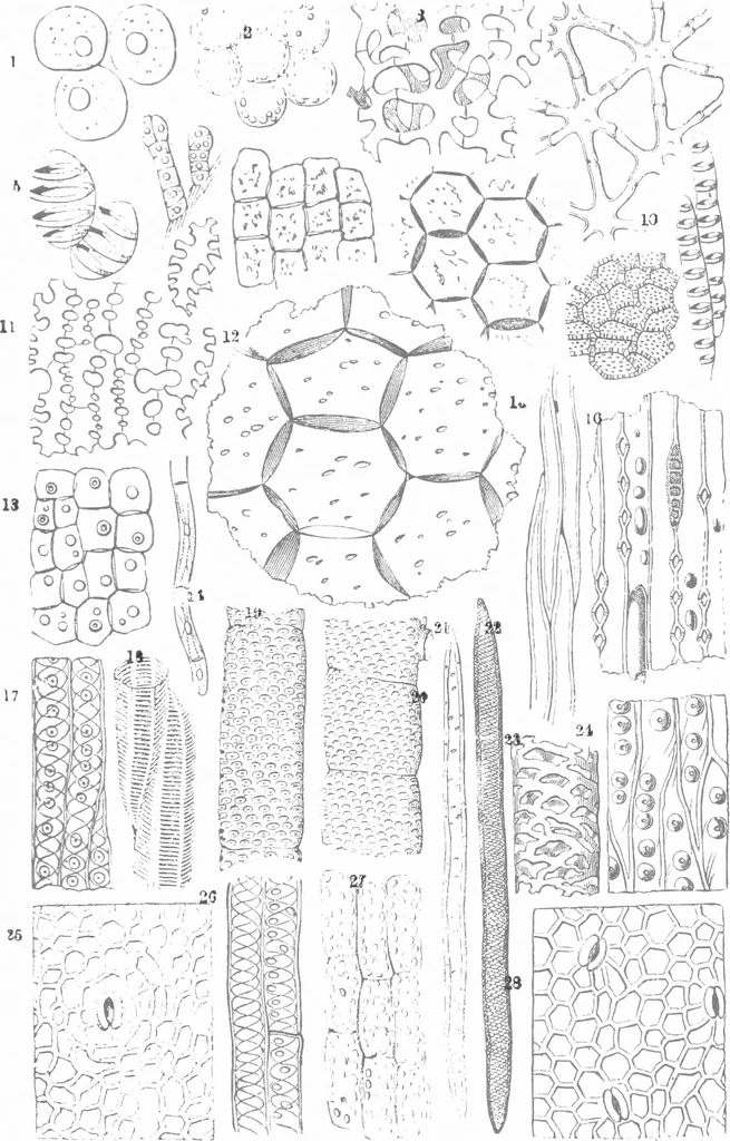 An illustration from Common objects of the microscope [electronic resource], 1900, leaf 21