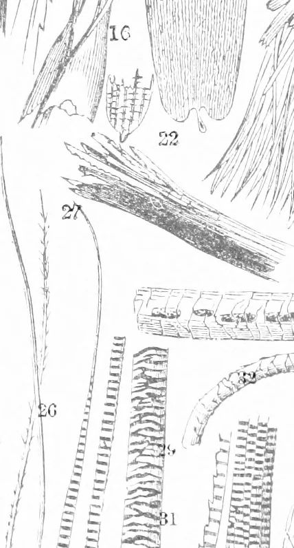 An illustration from Common objects of the microscope [electronic resource], 1900, leaf 8
