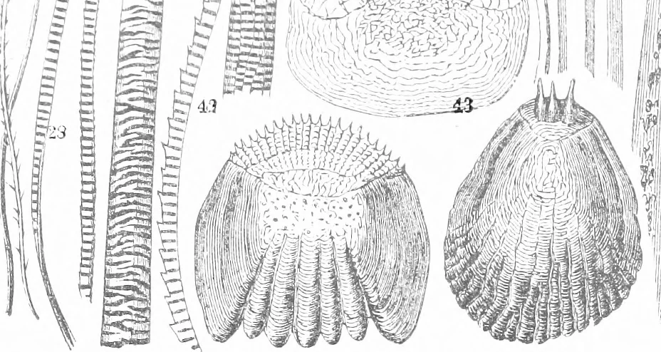 An illustration from Common objects of the microscope [electronic resource], 1900, leaf 8