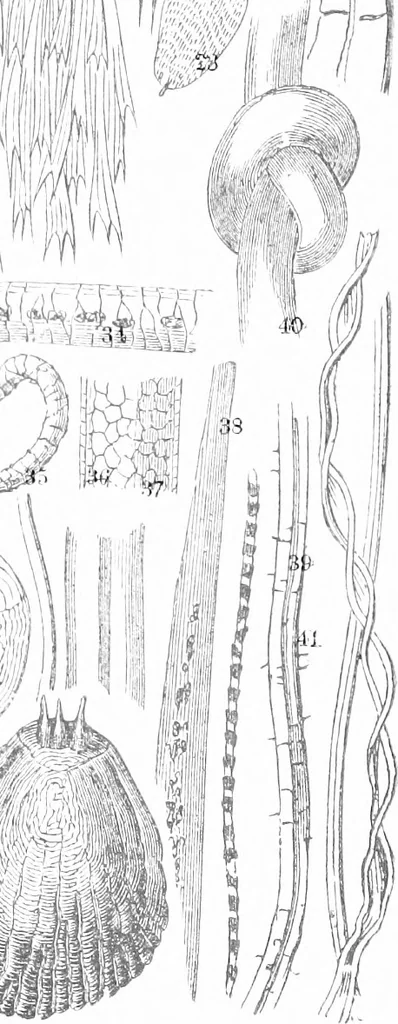 An illustration from Common objects of the microscope [electronic resource], 1900, leaf 8