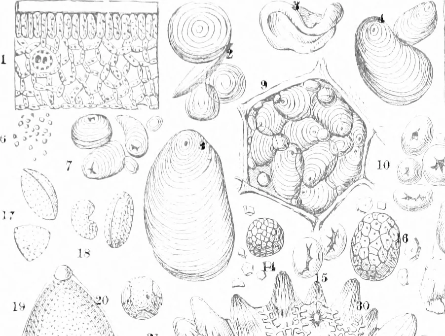 An illustration from Common objects of the microscope [electronic resource], 1900, leaf 87