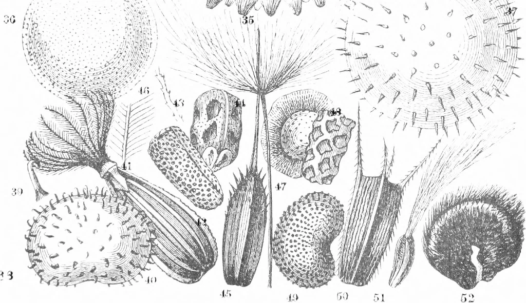 An illustration from Common objects of the microscope [electronic resource], 1900, leaf 87