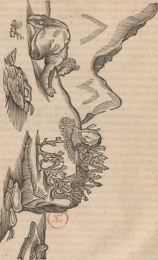 An illustration from Lapponia, id est, regionis Lapponum... descriptio, 1673, leaf 131