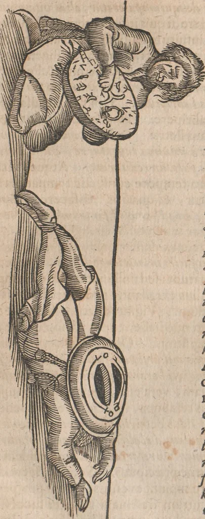 An illustration from Lapponia, id est, regionis Lapponum... descriptio, 1673, leaf 162