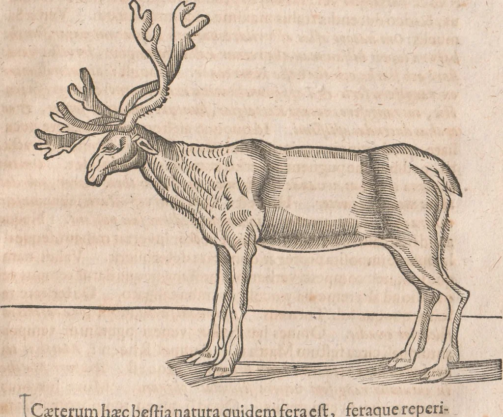 An illustration from Lapponia, id est, regionis Lapponum... descriptio, 1673, leaf 350