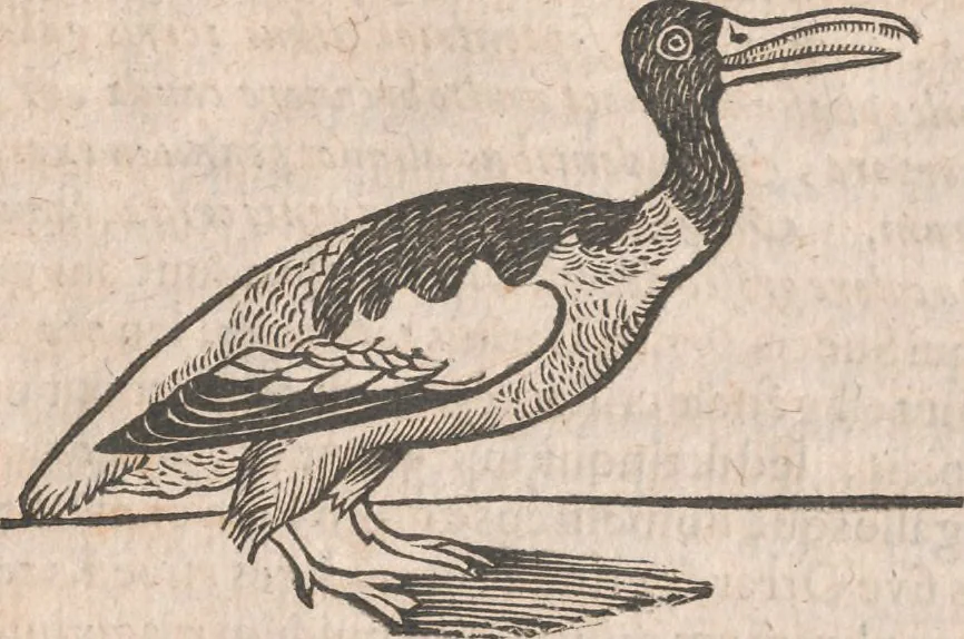 An illustration from Lapponia, id est, regionis Lapponum... descriptio, 1673, leaf 372