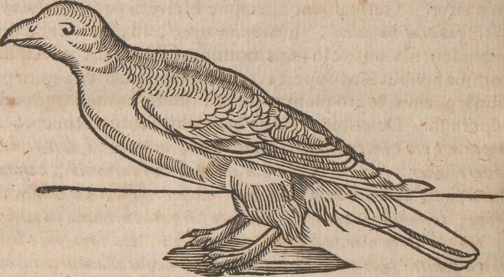 An illustration from Lapponia, id est, regionis Lapponum... descriptio, 1673, leaf 375