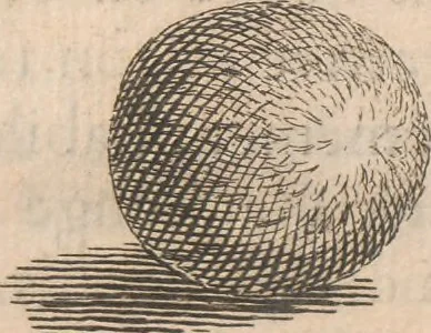 An illustration from Histoire de la Laponie : sa description..., 1678, leaf 161
