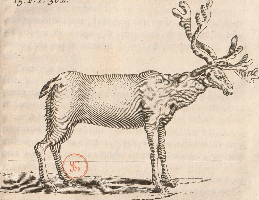 An illustration from Histoire de la Laponie : sa description..., 1678, leaf 360