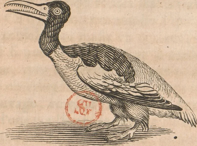 An illustration from Histoire de la Laponie : sa description..., 1678, leaf 384
