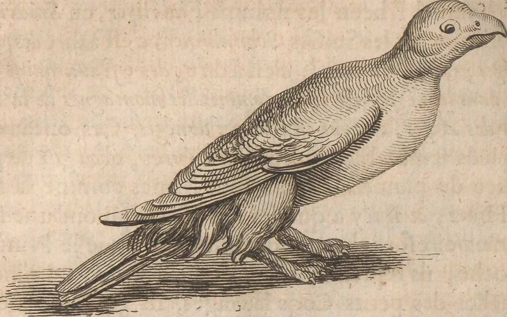 An illustration from Histoire de la Laponie : sa description..., 1678, leaf 389