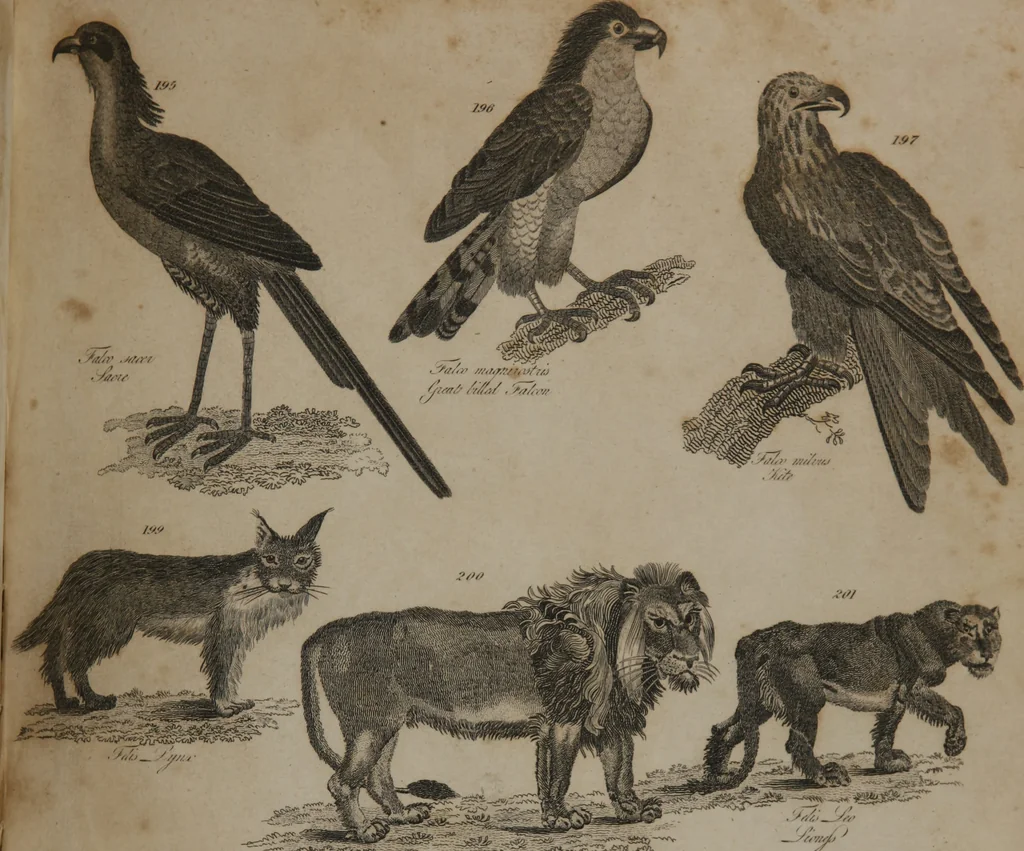 An illustration from A dictionary of arts and sciences (Volume 2), 1815, leaf 896