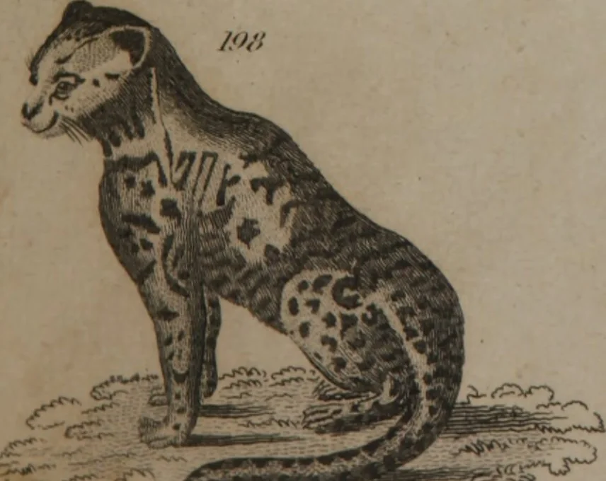 An illustration from A dictionary of arts and sciences (Volume 2), 1815, leaf 896