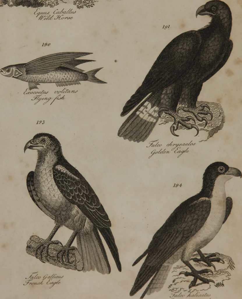 An illustration from A dictionary of arts and sciences (Volume 2), 1815, leaf 898