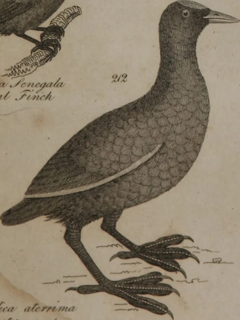 An illustration from A dictionary of arts and sciences (Volume 2), 1815, leaf 904