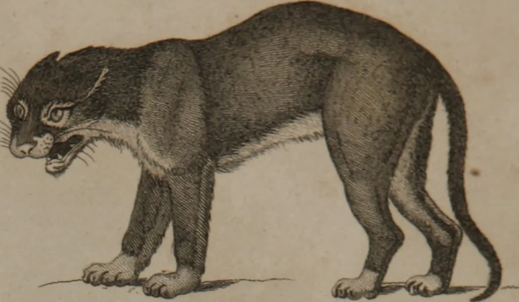 An illustration from A dictionary of arts and sciences (Volume 2), 1815, leaf 904